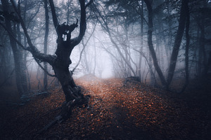 Dark foggy forest featuring forest, tree, and fog, a Nature Photo by den-belitsky