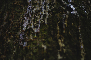Pine Bark Close-Up Shot, a Nature Photo by uncle-rico
