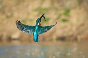 Kingfisher in flight with a fish in featuring wildlife, kingfisher, and bird