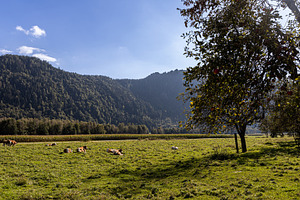Austrian Alpine cows graze on a gree, a Nature Photo by Photo Kaminski