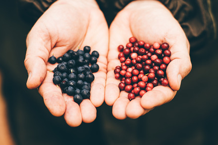 Caucasian hands holding blueberries, a Food & Drink Photo by SkyNext