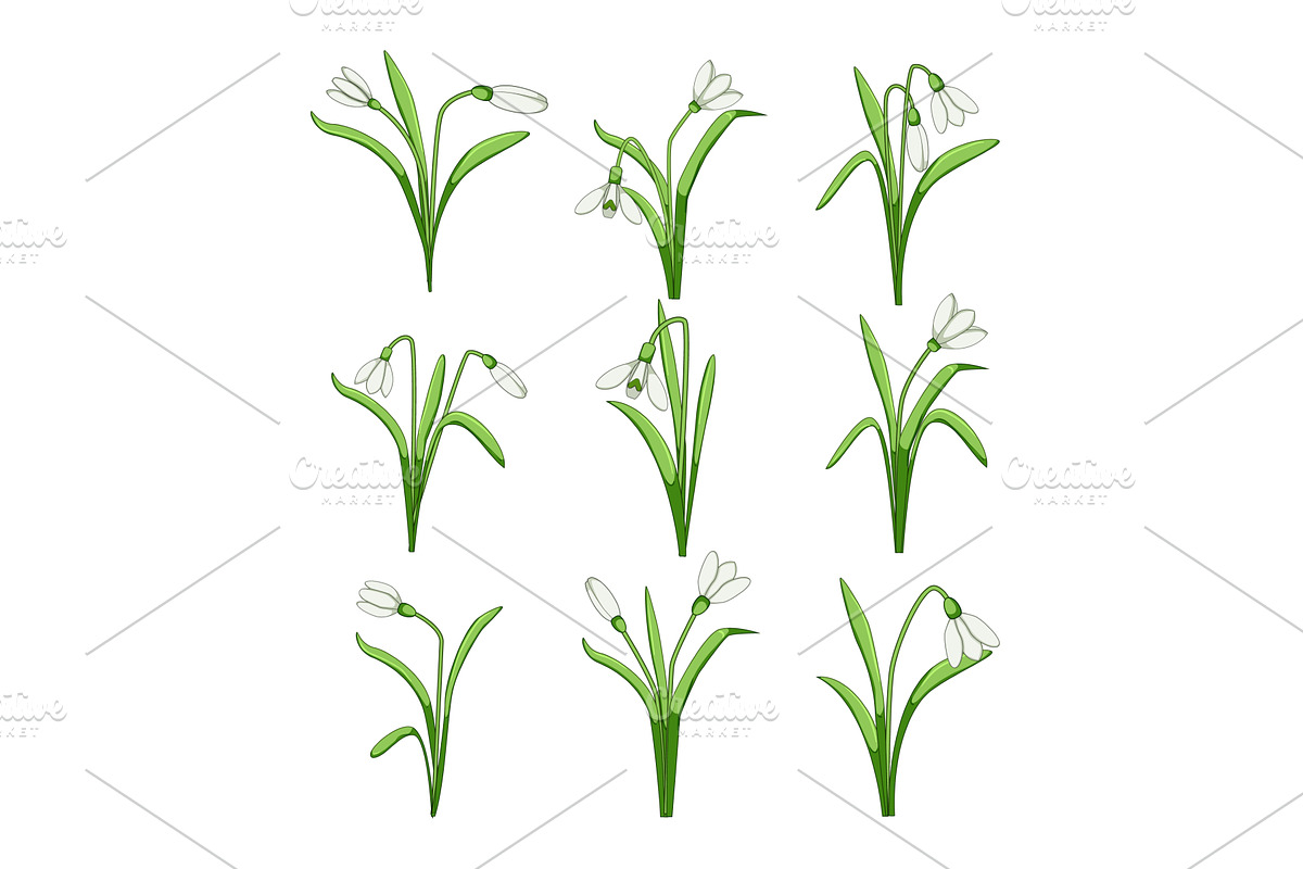 Snowdrop flowers blooming, an Object Illustration by pikepicture