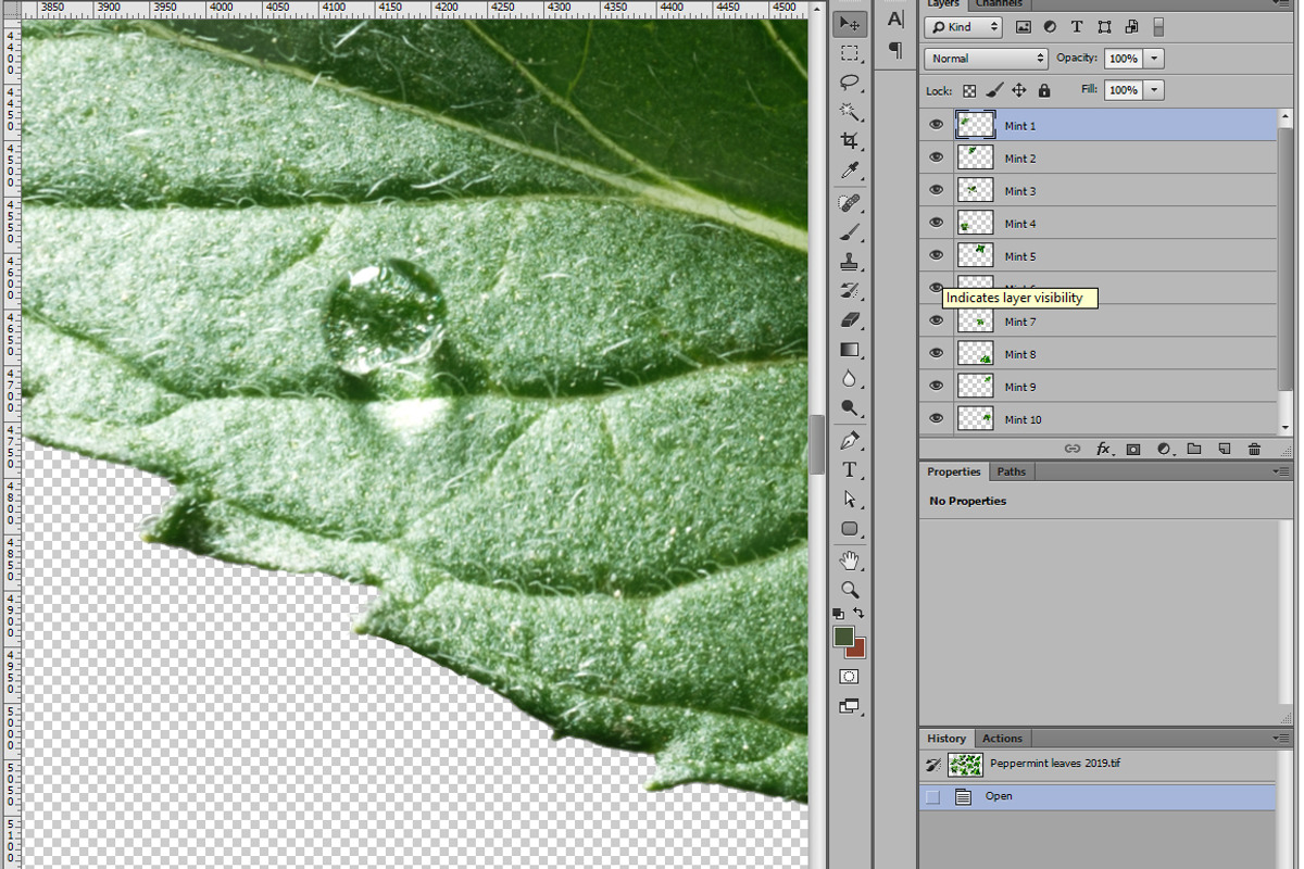 Peppermint leaves, an Object Graphic by Hortimages (Photo 2 of 2)
