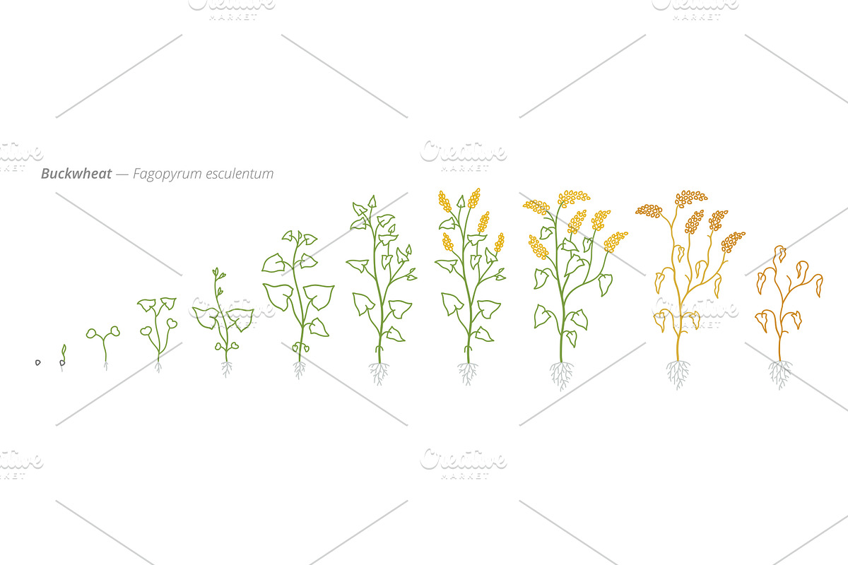 Buckwheat Growth Stages Vector, a Finance Illustration by Ilia Design