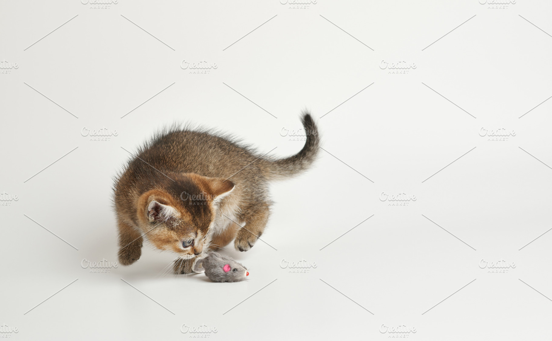 Cute fluffy kitten playing with a toy mouse, an Animal Photo by ndanko