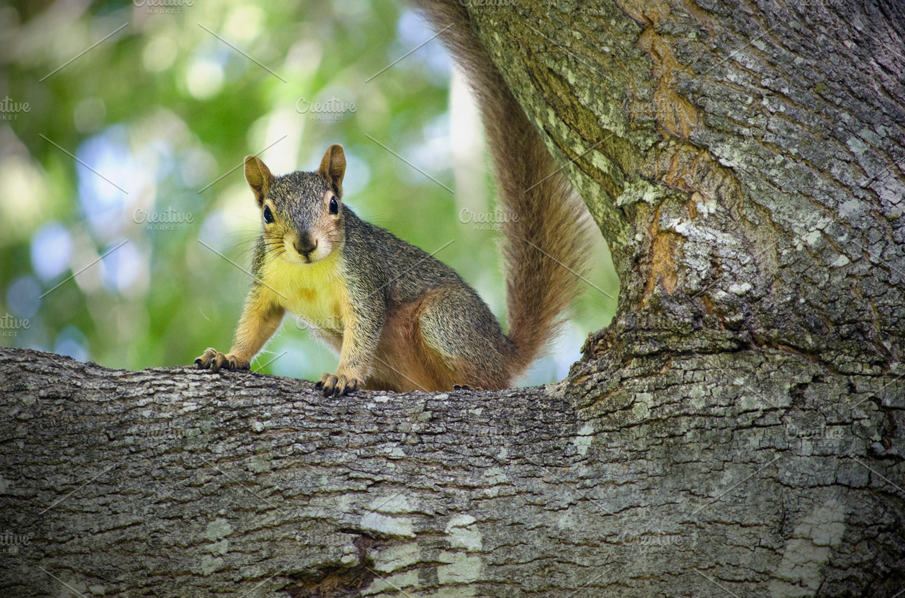 Curious squirrel stock picture, an Animal Photo by Joshua C. Carroll