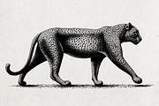 Wildlife Engraving Vector Pack, an Animal Illustration by Alternate Studio (Thumbnail 6 of 6)