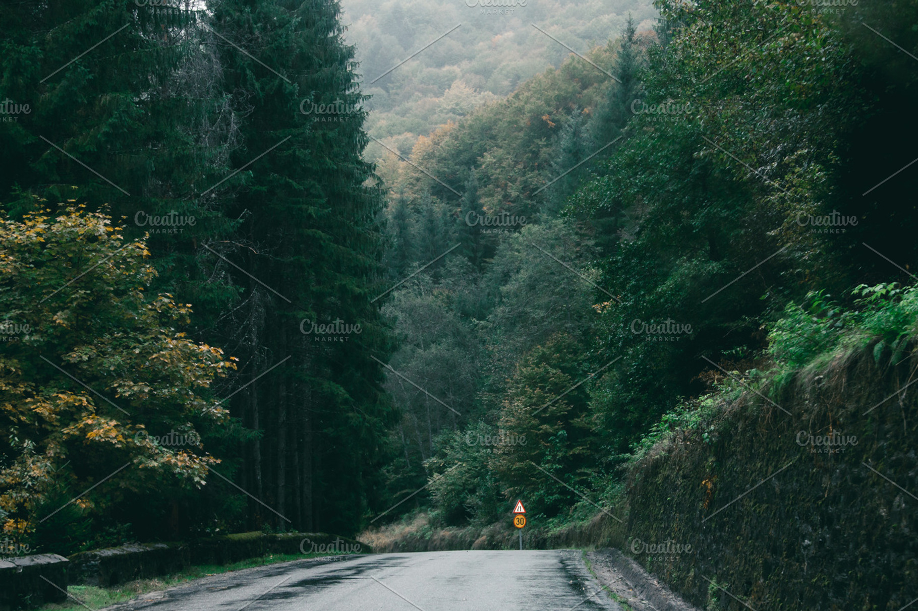 Road in the deep forest, a Nature Photo by rtyc