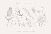 Australian Botanical Illustrations, a Decorative Illustration by rouxsupplyco (Thumbnail 3 of 13)