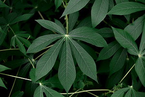 Cassava Leaves Full Frame Background, a Nature Photo by bastera