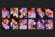 Surreal Floral Collection, a Background Graphic by existacial (Thumbnail 2 of 3)