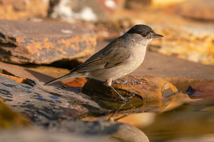Sylvia atricapilla