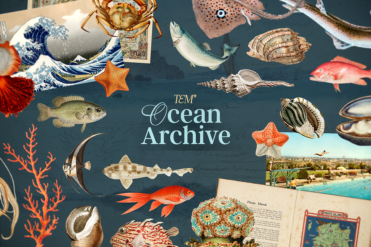 Oceanic Archive Sea Elements Bundle, an Object Graphic by The Ephemera Mercadito (Photo 1 of 6)