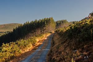 Rural Track through Forested Hills, Camino Primitivo, Spain