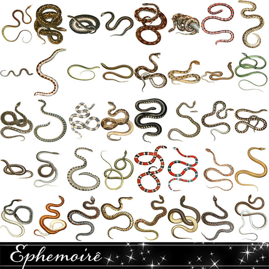Snakes Digital Image Collection by Ephemoire  Creative Market