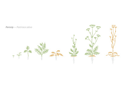 Parsnip Growth Stages from Seed to