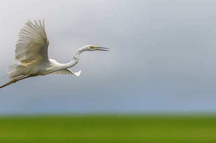 White heron, Great Egret, fly on the sky background. Water bird, an Animal Photo by Byrdyak
