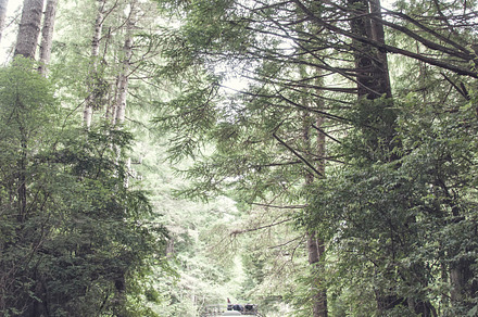 VW Bus Driving Through Woods
