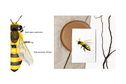 Honey Bee Watercolor Bundle, an Animal Illustration by Lemon design (Thumbnail 3 of 10)