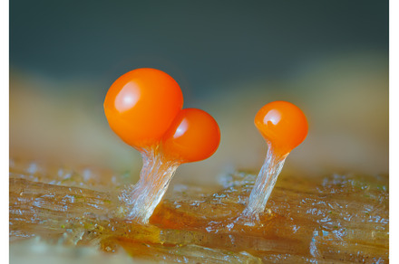 Orange slime mold - Trichia