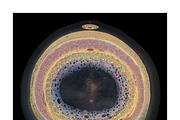 Soma Co. Biomorphic Solargrams, an Education Illustration by milatovar (Thumbnail 7 of 19)