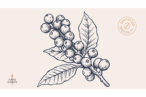 Vintage coffee branch bean plant, a Food Illustration by Foxys Graphic