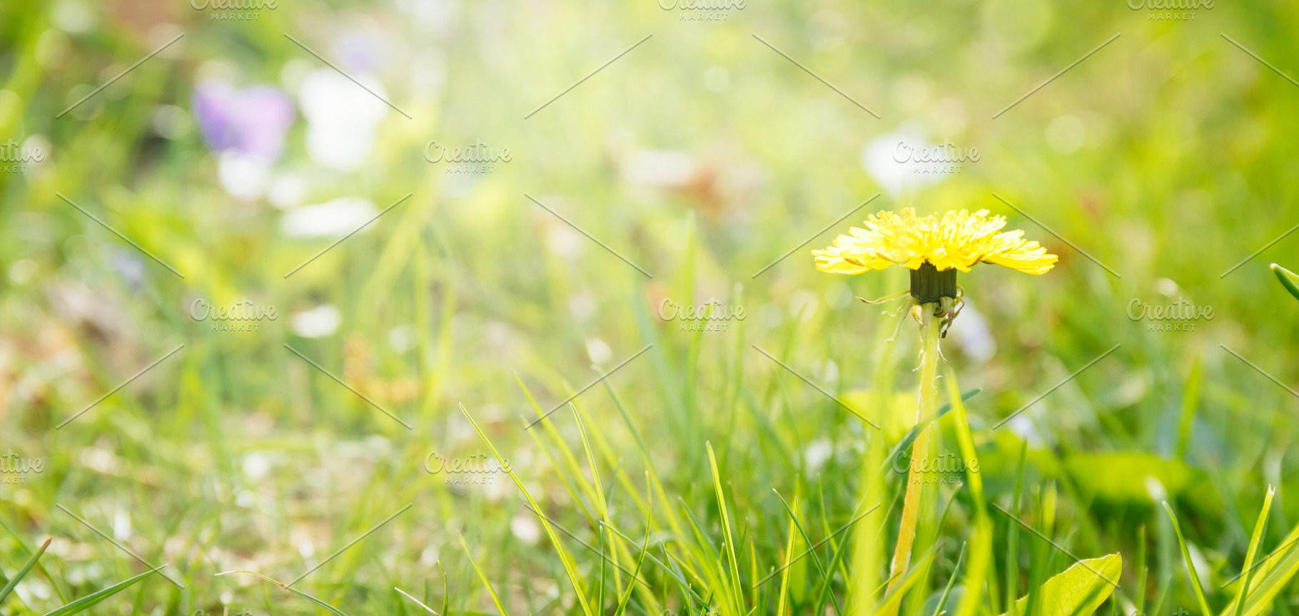 Dandelion on the sunshine. Allergen, a Nature Photo by Kate Molchanova