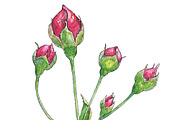 Bundle offer of watercolors, an Animal Illustration by Watercolor_Vector Graphic (Thumbnail 18 of 27)