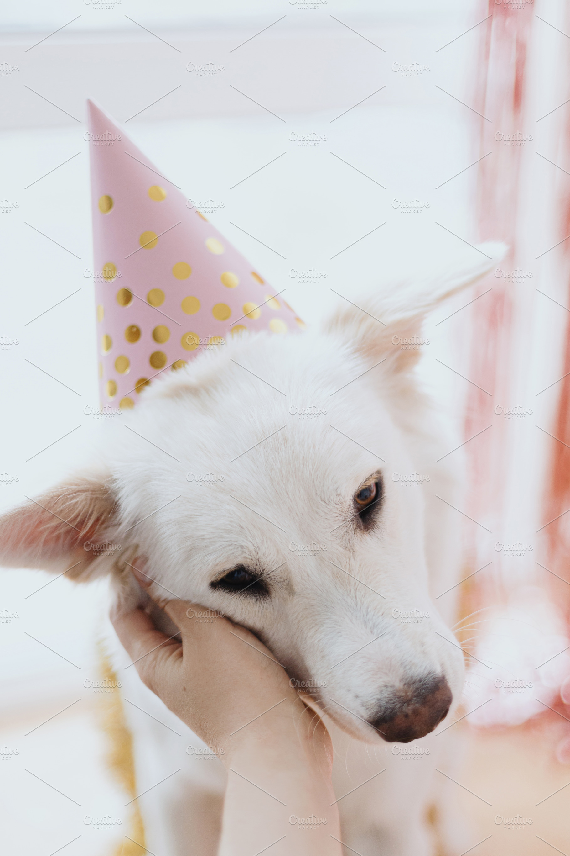 Hand caressing cute dog in pink party hat on background of pink, an Animal Photo by Sonjachni