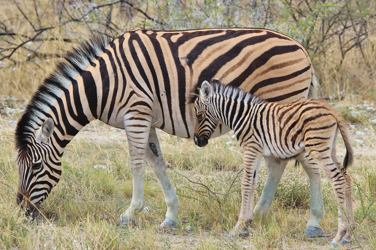 Zebra - Baby Animals with Stripes, an Animal Photo by Wildlife Wonder (Photo 1 of 2)
