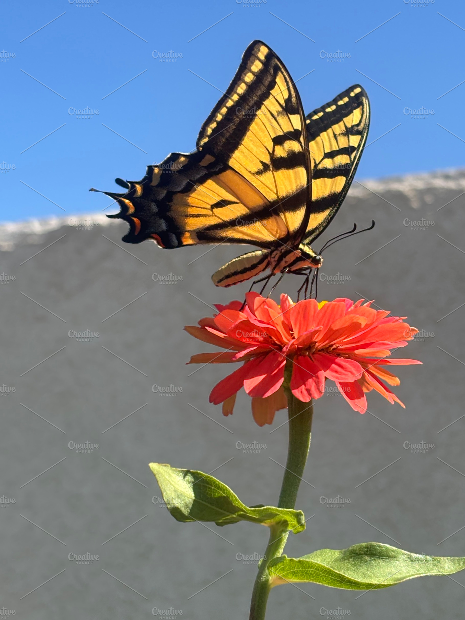Monarch Butterfly on Pink Zinnia, an Animal Photo by lizzyad
