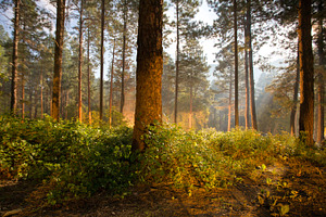 Pine Forest in Bright Moonlight