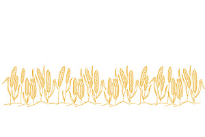 Spikelet Of Wheat. Hand Drawn Vector