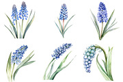 Watercolor Muscari Clip Art, an Illustration by SinaCreation (Thumbnail 3 of 5)