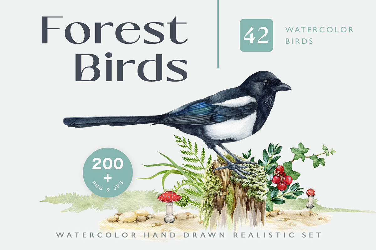 Forest Birds Watercolor Set, an Animal Illustration by AnitaPol (Photo 1 of 26)