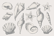 Vintage shell, an Illustration by Siosay (Thumbnail 3 of 8)