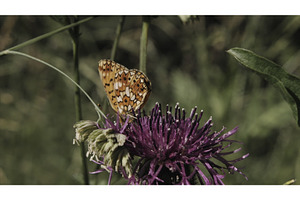 Close Up Photo Of A Butterfly