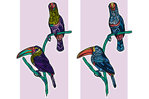 Toucan Vector Collection