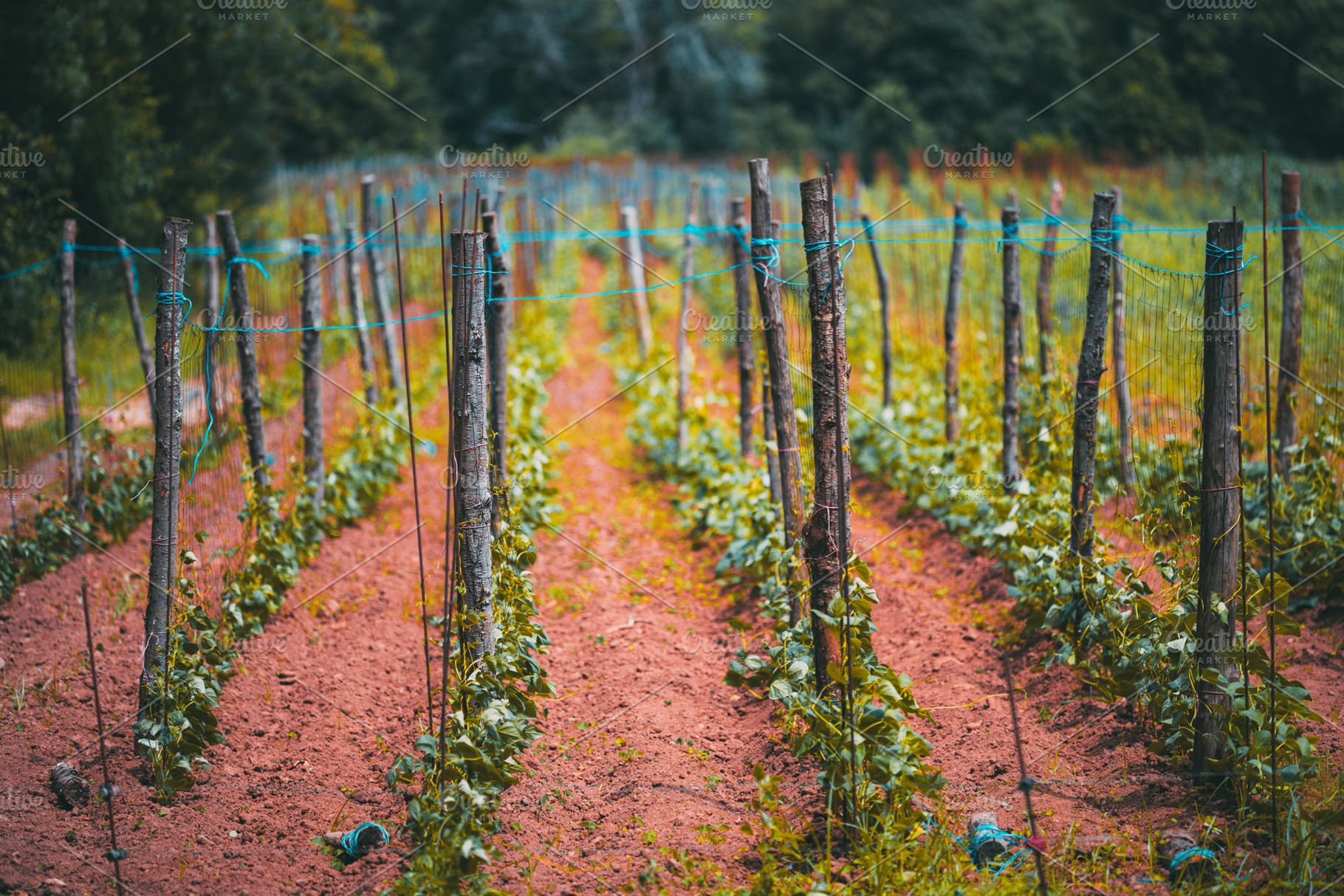 Bean plants on trellis in field, an Industrial Photo by SkyNext