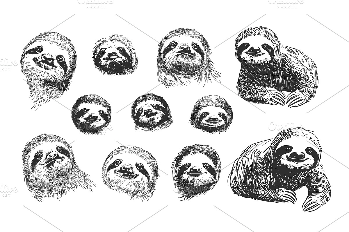 Sloth portraits. Sketch sloths in, an Animal Illustration by Valerie Bodnar