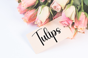 Bigmatch | Script Font, a Handwritten Font by Scratchones (Thumbnail 5 of 9)