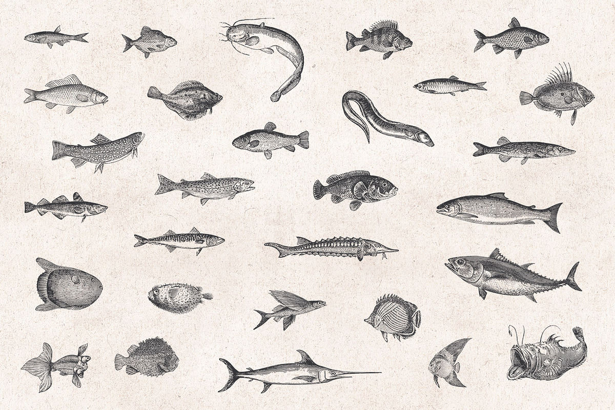 Fishes & Sea Life Engravings Set, a Food Illustration by Graphic Goods (Photo 2 of 7)