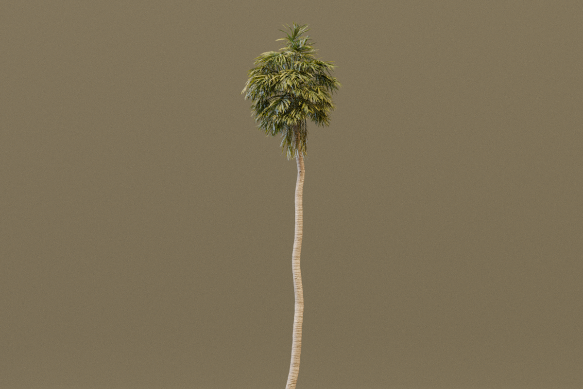 The California Fan Palm Tree, a Plants & Tree 3D Model by FuturePastCreatives (Photo 3 of 8)