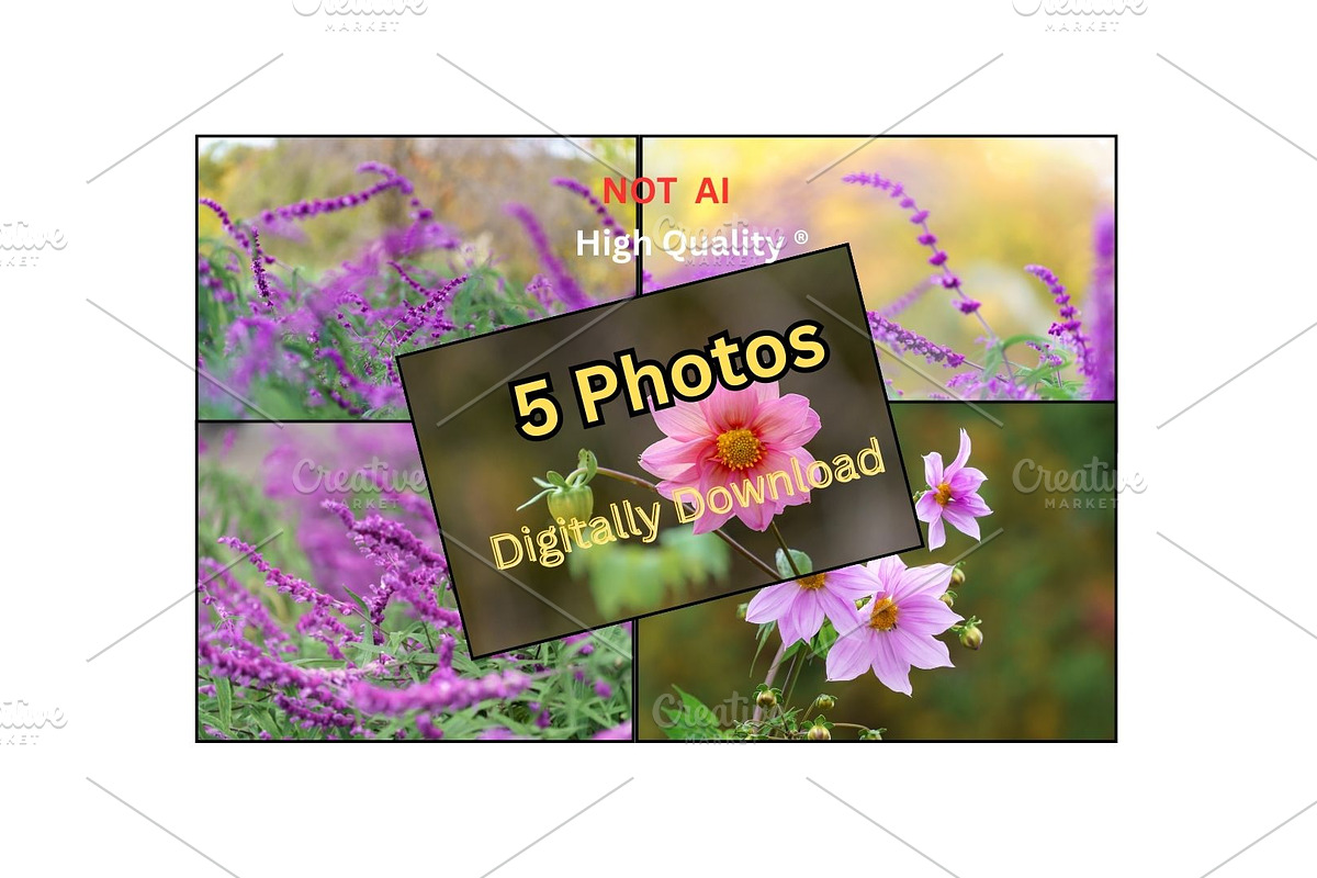 Pink Cosmos Flower Photo Bundle – 5, a Nature Photo by Silent Nature (Photo 1 of 6)