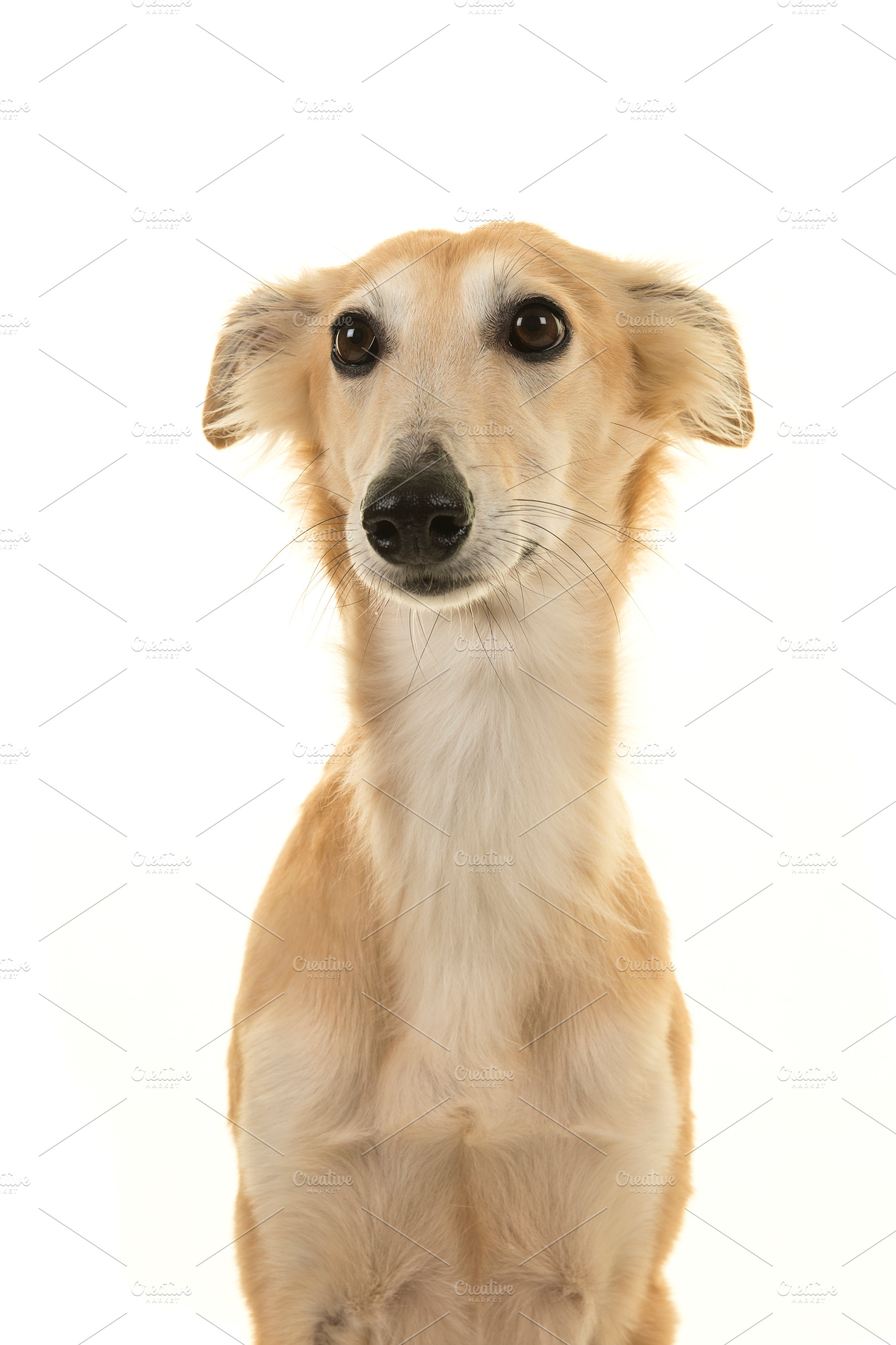 Portrait of a silken windsprite dog, an Animal Photo by Elles Rijsdijk
