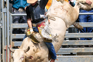 Bull riding containing bull, animal, and rodeo events, a Sports & Recreation Photo by RodeoPixels WesternImage