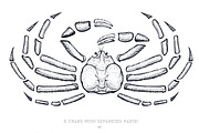 Crab Sketch Editable illustrations, an Object Graphic by Aquatinta (Thumbnail 5 of 11)
