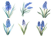 Watercolor Muscari Clip Art, an Illustration by SinaCreation (Thumbnail 2 of 5)