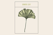 Ginkgo leaf, a Healthcare Illustration by TheMountBirdStudio (Thumbnail 1 of 2)