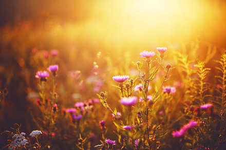 Many pink meadow wild flowers in summer sunny field in evening sunset natural